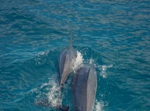 رحلة بحرية في غواصة رويال سي سكوب مرسى علم - egyptsunmarine