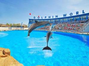 Dolphin show in Hurghada