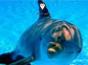 السباحة مع الدلافين في شرم الشيخ &#8211; أمتع وقت وذكري جميلة لا تنسي
