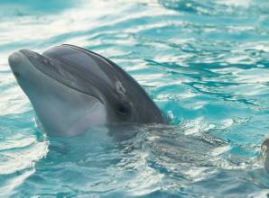 Dolphin House Sataya