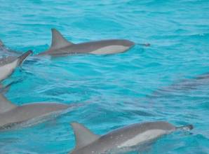 رحلة سنوركلينج شعاب سطايح  بيت الدولفين في مرسي علم - Sun Pyramids