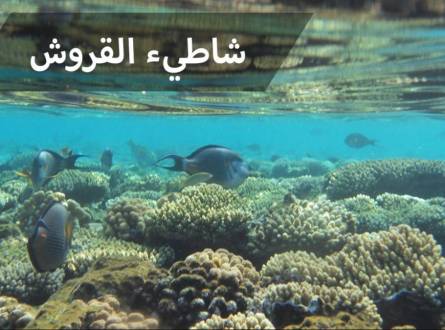 شاطئ القروش شرم الشيخ إطلالة علي جزيرة تيران ومتعة التزحلق علي  الامواج