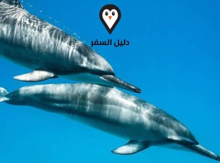 عرض الدولفين شرم الشيخ &#8211; أفضل العروض للاطفال