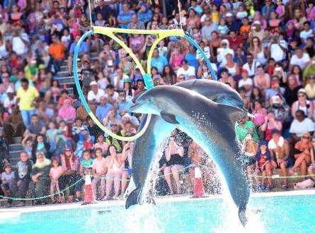 Dolphin show in Sharm El-sheikh