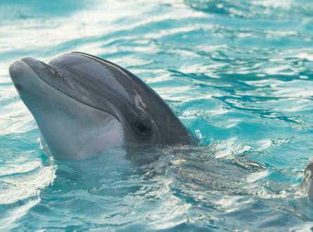 Dolphin House Sataya