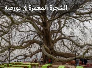 الشجرة المعمرة بورصة شجرة صنوبر بتاريخ يمتد إلي 600 عام