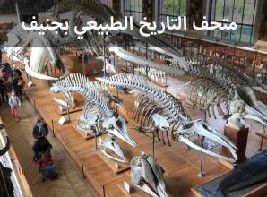 متحف التاريخ الطبيعي في جنيف وفرصة لمشاهدة سلحفاة جانوس الشهيرة